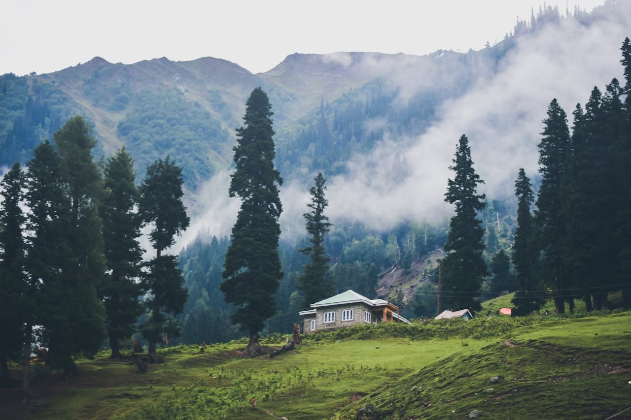mystic forest and foggy mountain