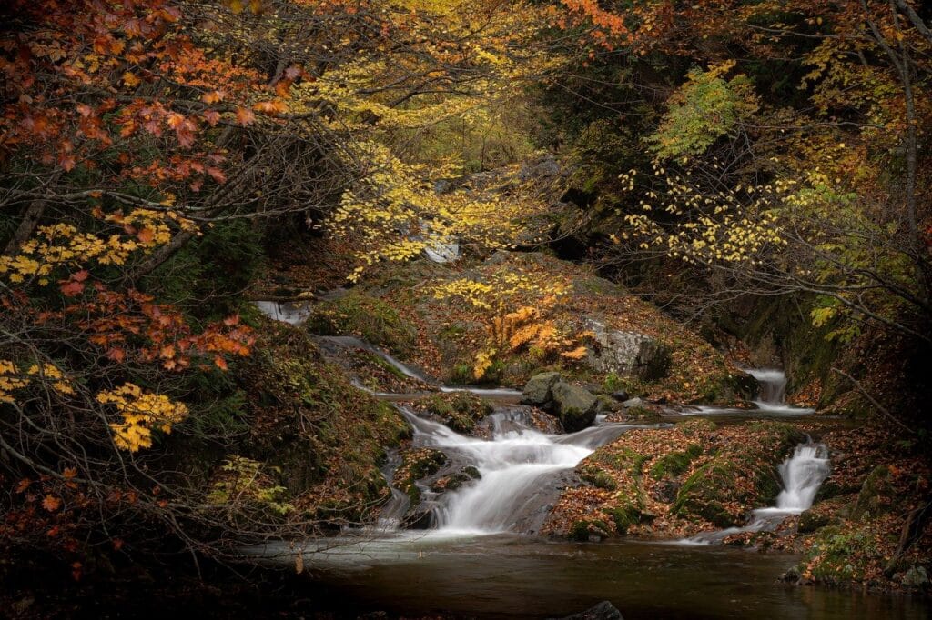 waterfall surrounded by trees