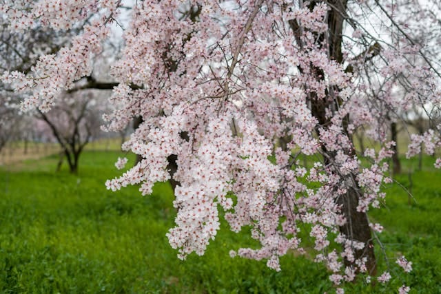 Almond trees in full bloom in Badamwari Srinagar Kashmir