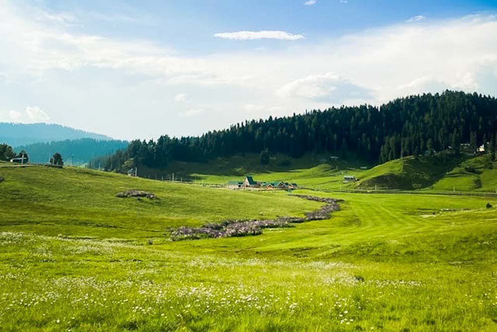 Doodhpathri meadow covered with wildflowers in spring in Kashmir