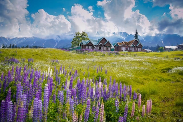 Gulmarg Meadow covered with Lavender and Daisy wildflowers