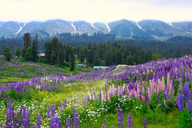 Meadow of flowers surrounded by Forests and mountains in Gulmarg Kashmir