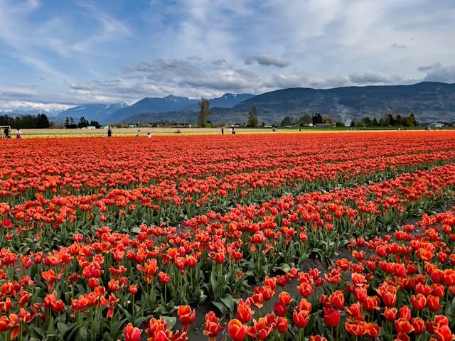 View of tulips of different colors in Indira Gandhi Tulip Garden in Spring Season in Kashmir