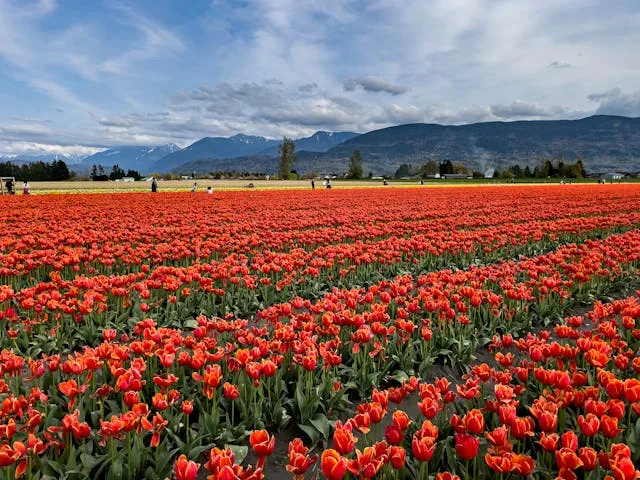 View of tulips of different colors in Indira Gandhi Tulip Garden in Spring Season in Kashmir