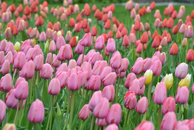 Tulips of different colors in Indira Gandhi Tulip Garden Srinagar