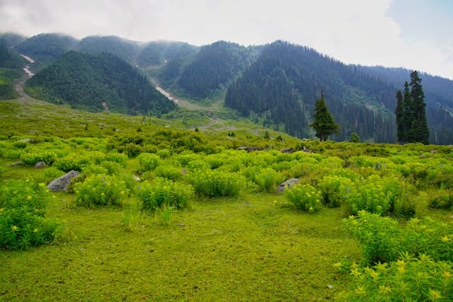 Serene meadow of lush greenery with mountains in background in Pahalgam Kashmir