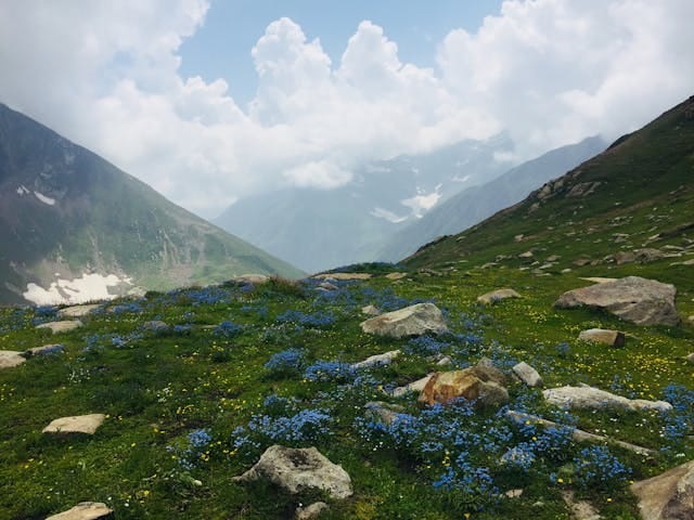 Mountains covered with wildflowers in spring in Sonamarg Kashmir